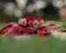 close up photograph of bridal jewelry